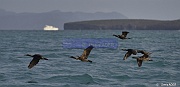 Phalacrocorax penicillatus Cormoran de Brandt_D8S5152_tn